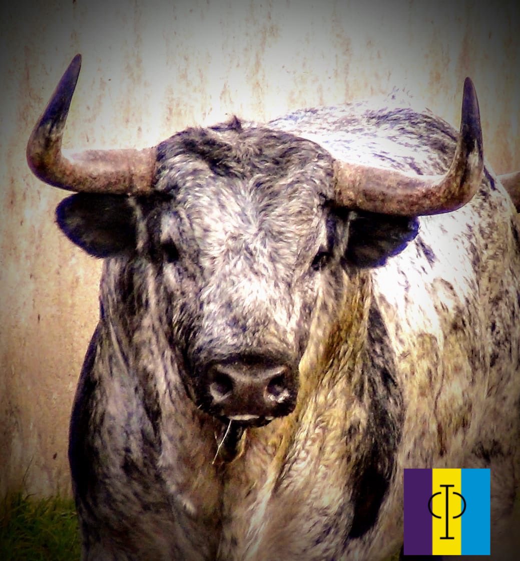 La mirada profunda que desafía el valor y la entrega de un corazón TORERO #TorreóndeCañas 
#PasiónGanadera