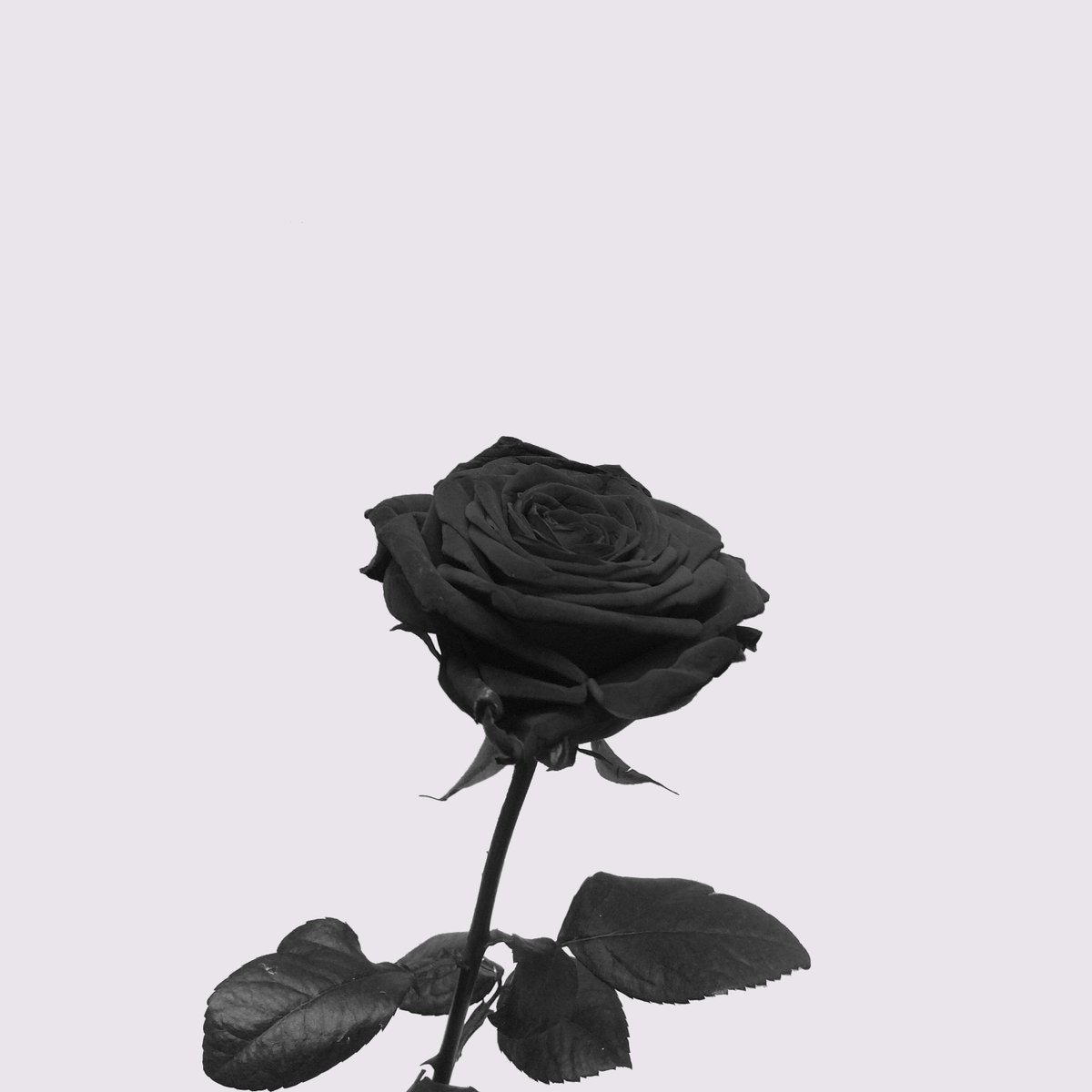 ▂▂▂▂▂▂▂▂▂▂▂▂▂▂
#TheWelcomeShow #90 PREMIERE

🔊 <a href="/MorningRobots/">Morning Robots</a> - It's Your Dimension

From 2018 EP 'Nothing Like Tile For A Tango' 

🌐 morningrobots.com
📸 instagram.com/morningrobots/

on #🆁🅺🅲 📻 radiokc.fm
▂▂▂▂▂▂▂▂▂▂▂▂▂▂