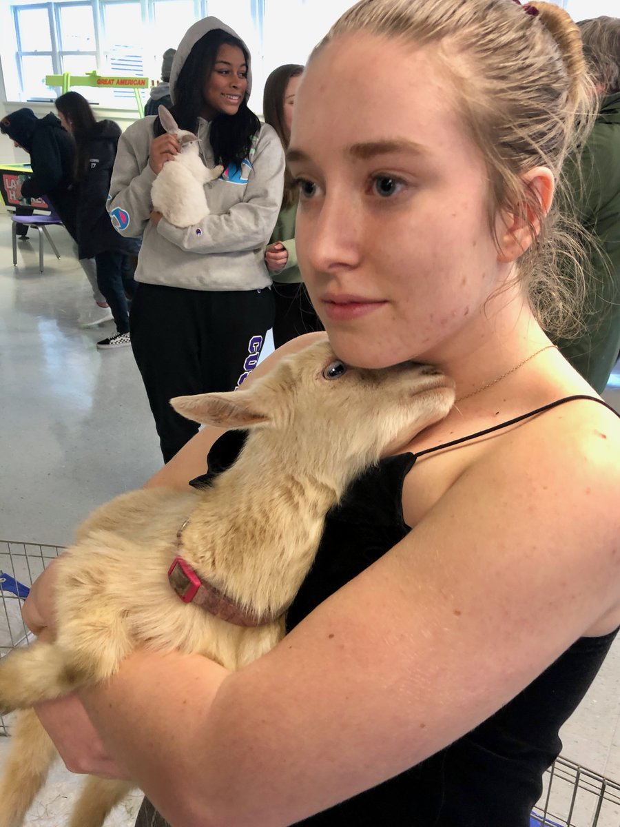 CushingAcademy's tweet photo. You know that feeling when you wish you could hug a baby goat or pig to relieve some stress? We got that covered. Thanks to the Cushing Parents' Association, students cuddled with some adorable animals today as a break between exams. #cushingacademy #examrelief #itsazooinhere https://t.co/D11HPDooaG