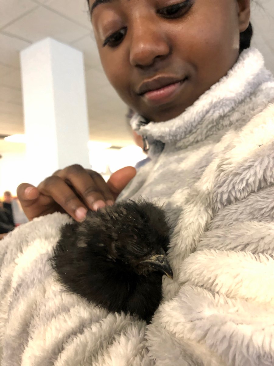 CushingAcademy's tweet photo. You know that feeling when you wish you could hug a baby goat or pig to relieve some stress? We got that covered. Thanks to the Cushing Parents' Association, students cuddled with some adorable animals today as a break between exams. #cushingacademy #examrelief #itsazooinhere https://t.co/D11HPDooaG