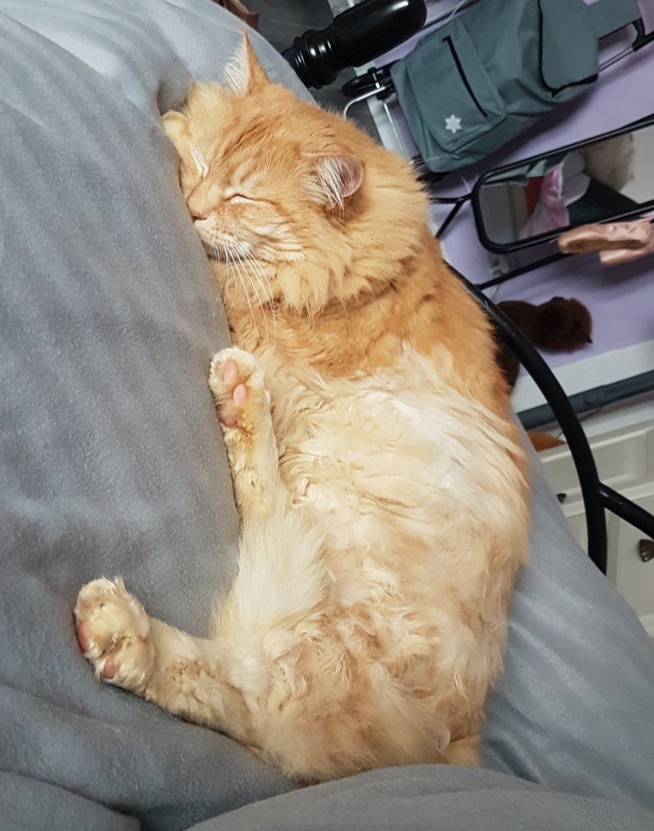 postichon's tweet image. Le grand frère est patie à la grande sieste 💔
Moman elle arrête pas de couler des yeux et du nez ! C'est trop nul de patir faire le grand dodo on aurait pu rester ensemble toute la vie ! Amuse toi bien Epsilon jolifrere à la grande sieste ! On t'oublie pas 💜