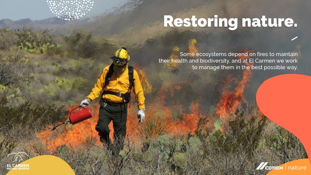 Did you know that controlled burning is an important habitat restoration tool? 😮🔥Wildfires play a regulatory role in ecosystems, which is why our staff regularly meets with authorities to discuss natural fuels management plans to keep El Carmen and its biodiversity thriving.