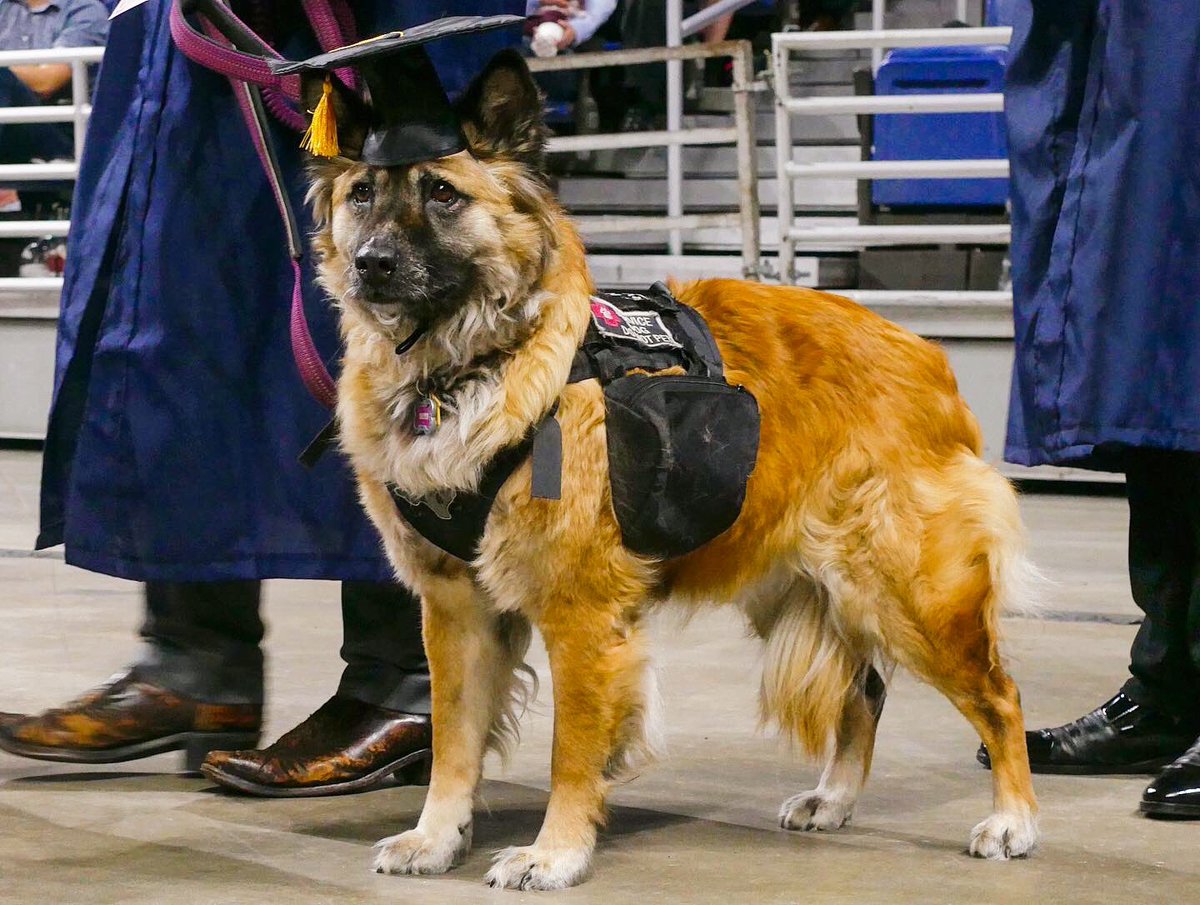 UTSA's tweet image. Good service doggos get to walk the stage with their humans because they’ve earned it too! 🎓🐶 #UTSA #UTSAGrad19