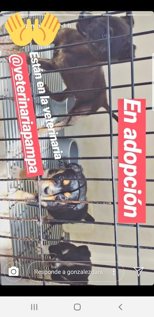 SantiiCarp7's tweet photo. Ya pasaron 4 meses desde que me adoptaste, te amo para toda la vida greta ❤️ https://t.co/wNgJgQHDyC