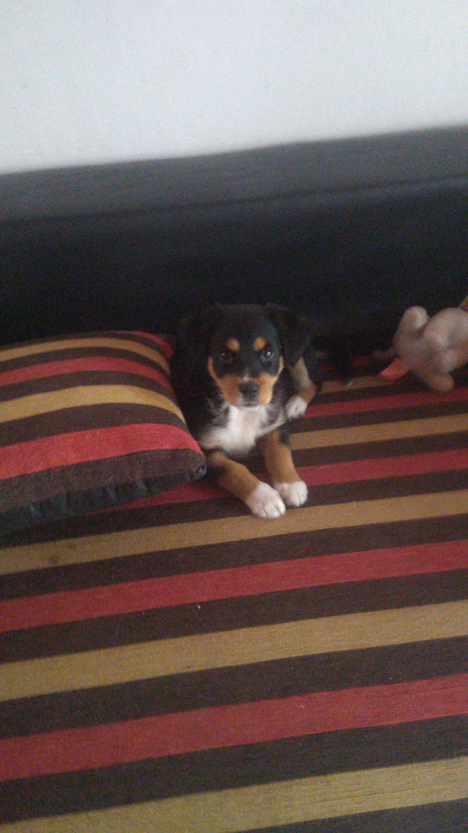 SantiiCarp7's tweet photo. Ya pasaron 4 meses desde que me adoptaste, te amo para toda la vida greta ❤️ https://t.co/wNgJgQHDyC