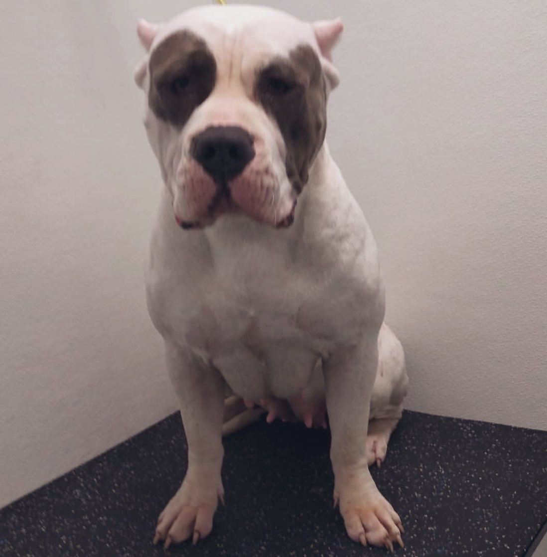 BuildABull's tweet image. * Queen Elsa 👑❄️
* Tsunami 💜💜
* FUTURE 💪🏼🔥
* OSO 🔥🔥

#BuildABull #XLBully