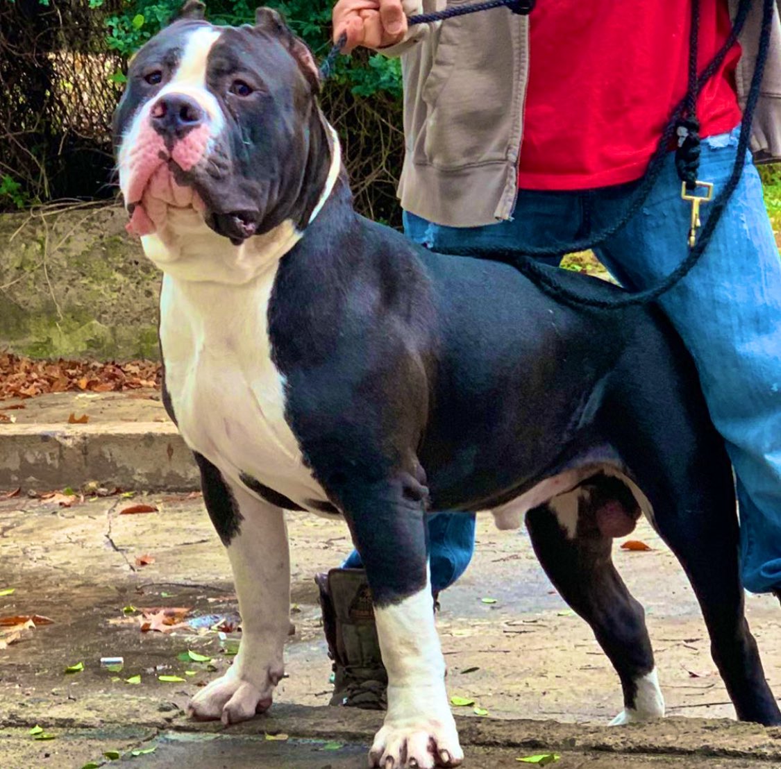 BuildABull's tweet image. * Queen Elsa 👑❄️
* Tsunami 💜💜
* FUTURE 💪🏼🔥
* OSO 🔥🔥

#BuildABull #XLBully