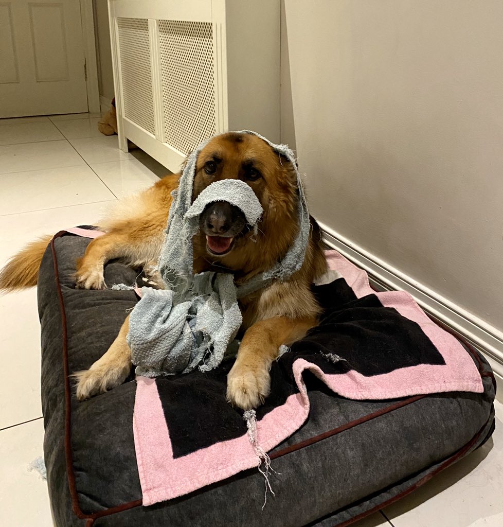 WonderDogCoco's tweet photo. Nope, I didn’t see the blue towel, sure what would I be doing with a towel?!... https://t.co/G00yxVQ5yc