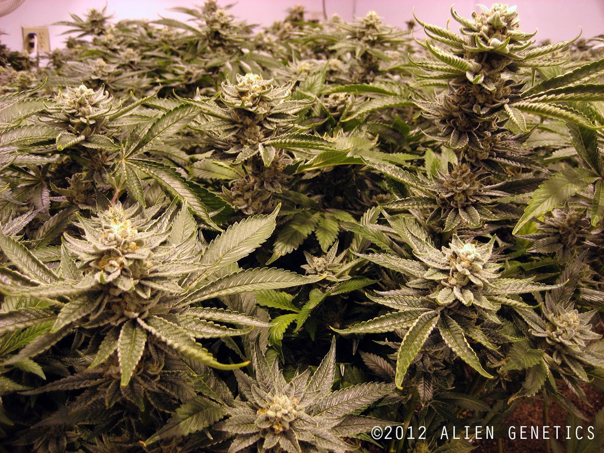 NugDatabase's tweet photo. Strain of the day: #AlienRockCandy! 👽🍬🍭

This #dense #strain is going to have you feeling like you're on a #different #planet!🌀🌏

Check out that and more!

https://t.co/covcMw61UR

#Cannabis #StrainOfTheDay #420fam #420life #NugDatabase
🌲🔥😎💨 https://t.co/mPRLT19sCh