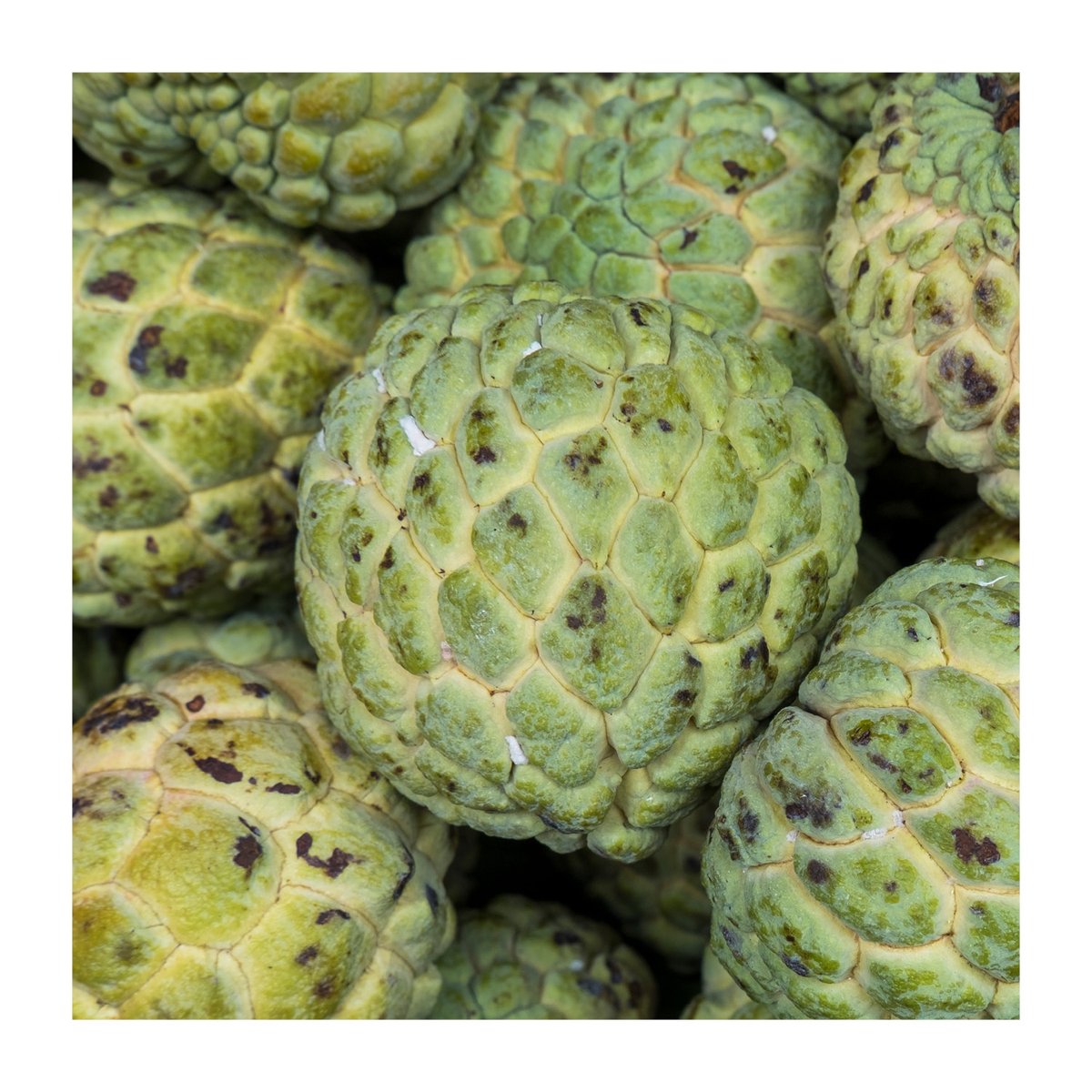 El seu sabor és una barreja entre pinya 🍍, platan 🍌 i pera 🍐 La xirimoia,👉 una fruita tropical de polpa refrescant 😍 amb sabor dolç i àcid🙌 és molt fàcil de menjar, sols has de partir-la per la meitat i agafar una cullera  🥄Sols et direm més que està de temporada... 🧺