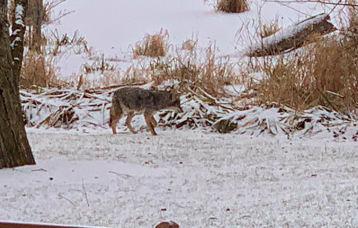 MSUTV's tweet image. Check my feed. Yesterday, in Okemos.