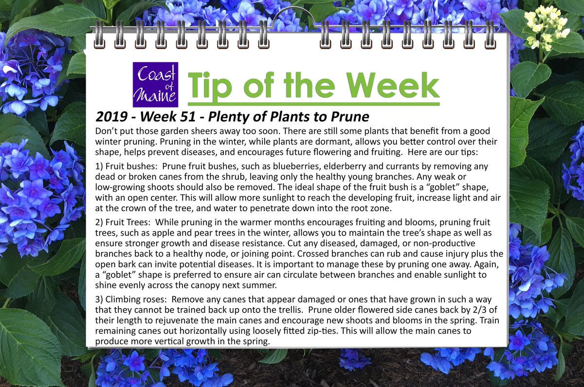 coastofmaineorg's tweet image. Tip of the Week from Coast of Maine: Now is the time to do some winter pruning! Here are our tips: #PruningTips #ProperPruning #WinterPruning #PruningBerries #PruningFruitTrees #PruningClimbingRoses #PruningRoses  #WinterGardenChores #GardeningTipOfTheWeek
