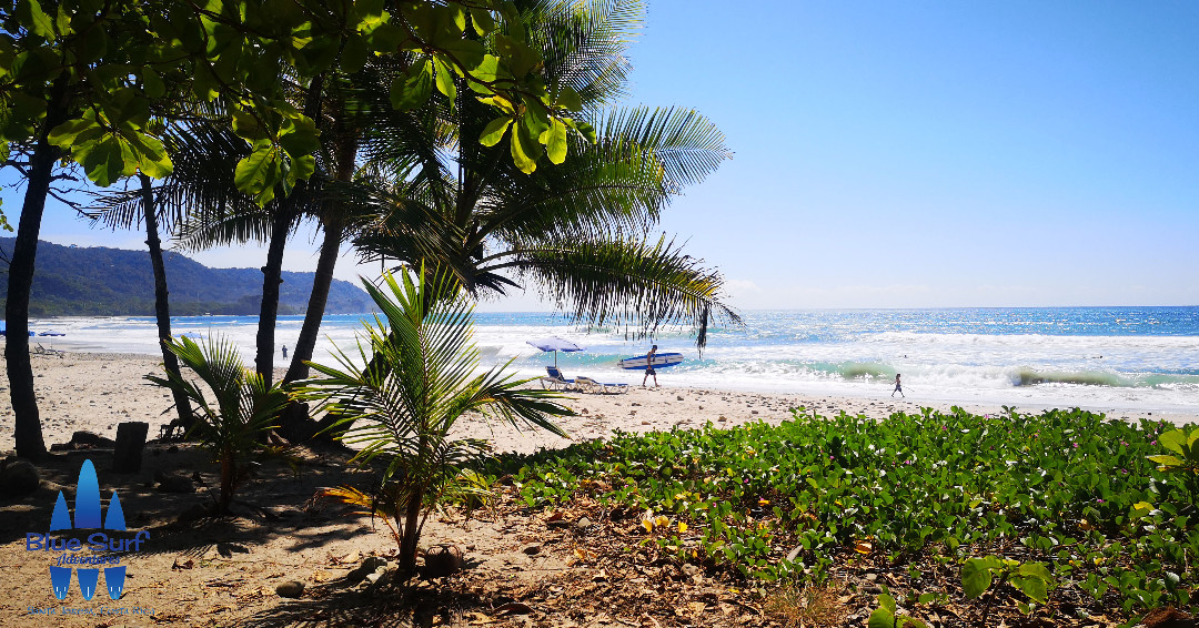 BlueSurfCR's tweet photo. Surfing ? Sure!

book your stay with us and take surflessons here :

https://t.co/qjSBGNeshq
https://t.co/LlwXiyhgYh

#costarica #surftravel #leanrtosurf #surfmore #surfcoach #welovesurfing #puravida #surfstoke #puravida https://t.co/xn1ESrBwVB
