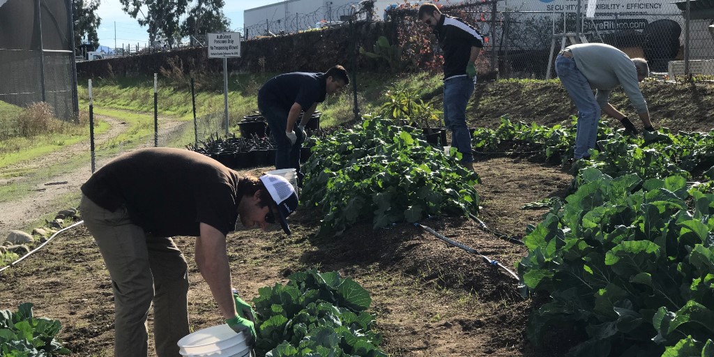 CoolPlanet's tweet image. Last week, our Cool Planet team took some time to volunteer with @FoodShareVC

Team Cool Planet donated Cool Terra &amp;amp; planted lettuce, searched cabbage for aphid impostors, and sifted compost material for the Food Share in the 1st of many visits!

#SoCal #Volunteering #Gardening
