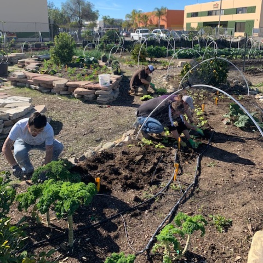 CoolPlanet's tweet image. Last week, our Cool Planet team took some time to volunteer with @FoodShareVC

Team Cool Planet donated Cool Terra &amp;amp; planted lettuce, searched cabbage for aphid impostors, and sifted compost material for the Food Share in the 1st of many visits!

#SoCal #Volunteering #Gardening