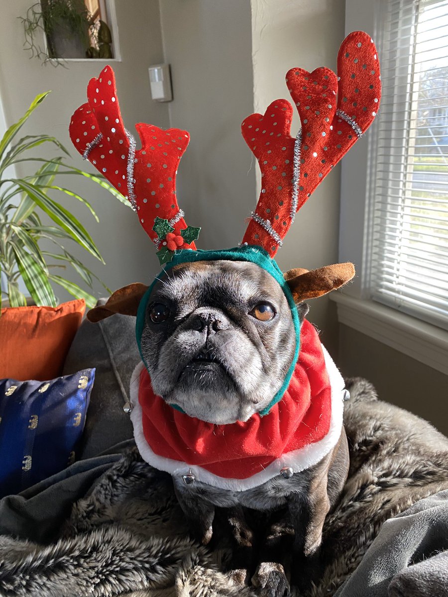 HollyEHinson's tweet image. Both the reason why I should never leave home but also should leave home? 🎄🐷🐺🎄 #frenchieproblems #rescuedogs