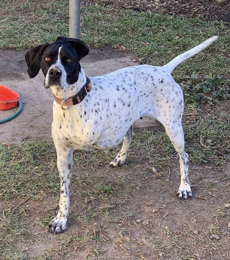 3amrelationship's tweet photo. my dog ran away last thursday and hasnt been back since :( https://t.co/sPpaD7opMe