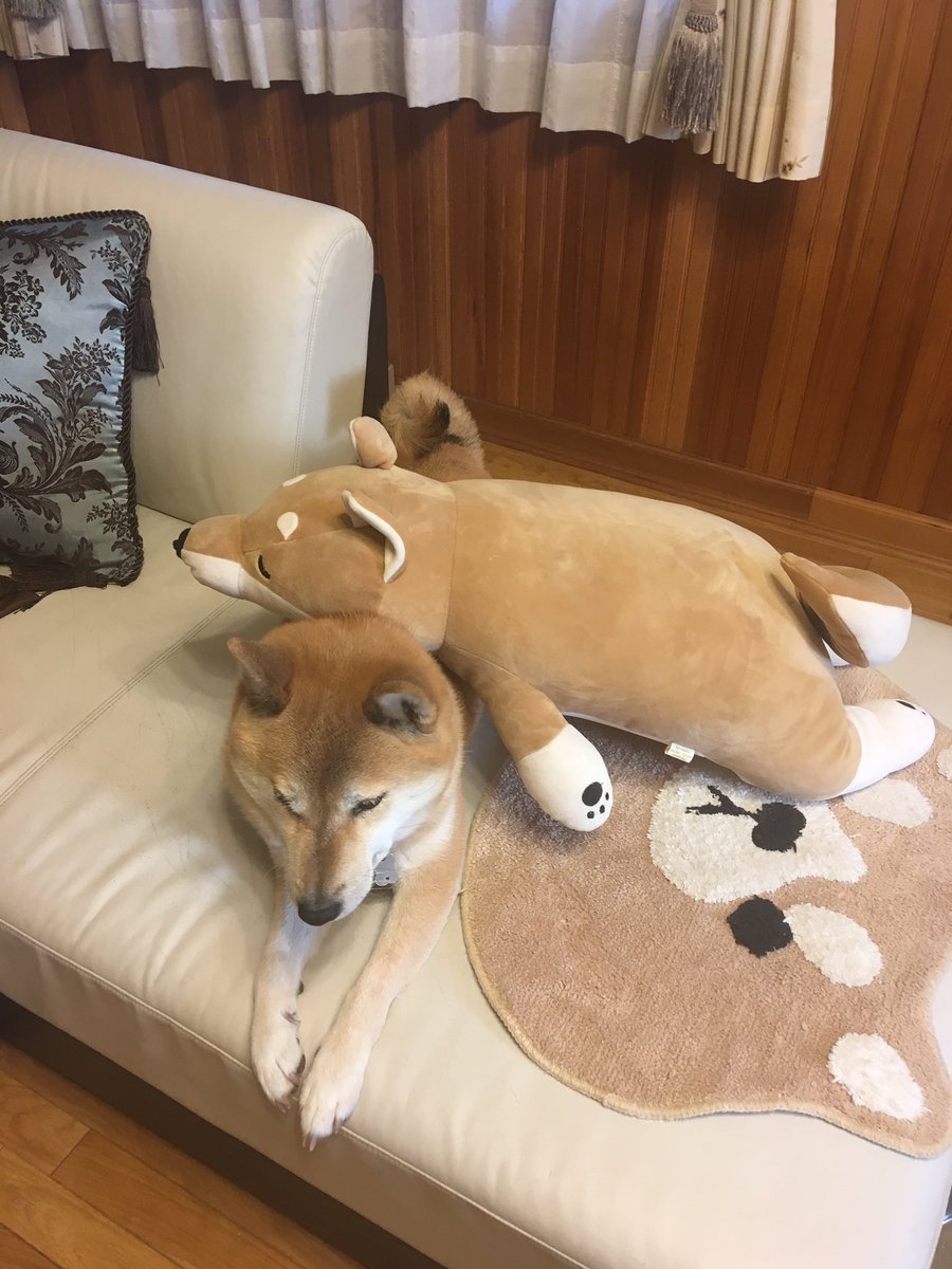 Twitter पर Cocoと柴犬コロ ママさんに ぬいぐるみのコタロウ君を乗せられても30分そのまま でも そろそろ重いぞ えい はーっ取れた 重かった じっとしてるのに笑っちゃった 柴犬 Shiba コロ コタロウ君 重いよ Twitter पर Cocoと柴犬コロ ママさんに ぬいぐるみのコタロウ君を乗せられても30分そのまま でも そろそろ重いぞ えい はーっ取れた 重かった じっとしてるのに笑っちゃった 柴犬 Shiba コロ コタロウ君 重いよ