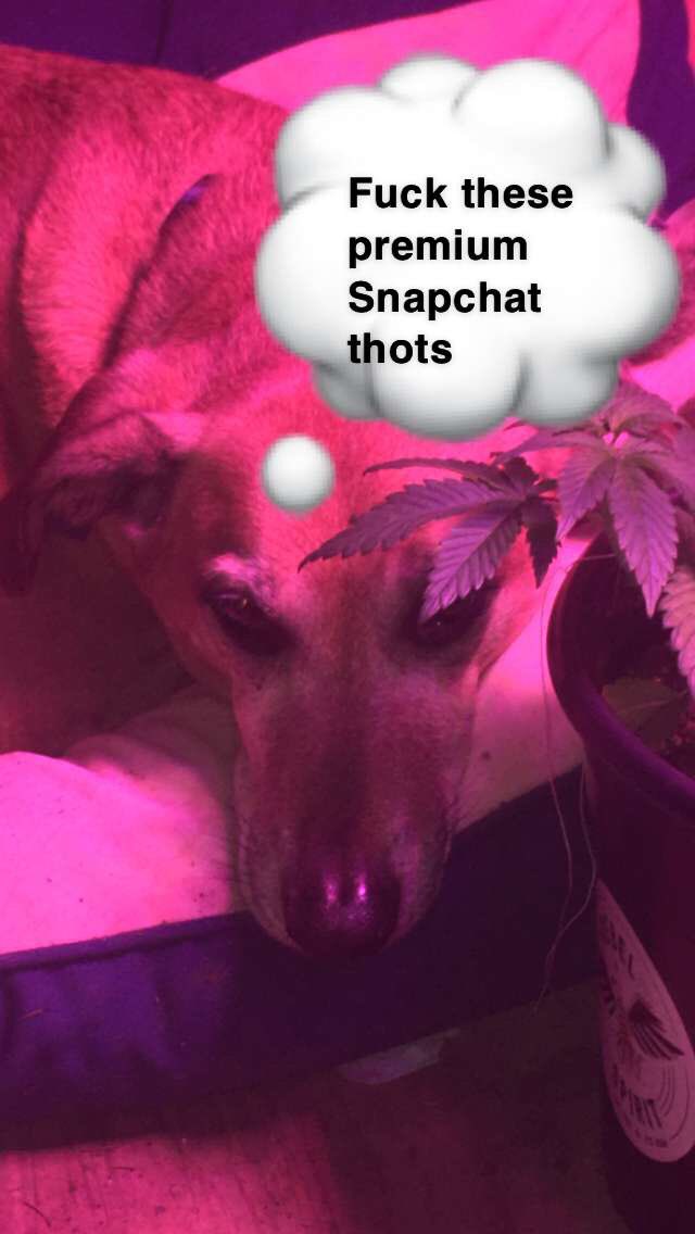 devoidgoon's tweet image. 