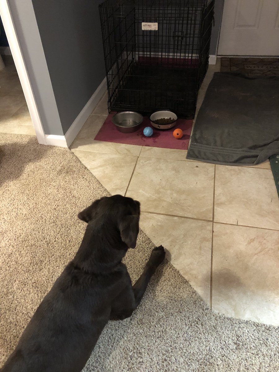 PFDSullivan's tweet photo. @FEMAregion3 @PATaskForce1 @PhillyFireDept K9 Luna working on her long down skill..with some pretty large distractions....@PFDCraigMurphy @PFDSpecialOps @PFDCorrigan @bboothsr @learyjen @ConshyBakery @MRitland @FlanaganMatt10 #workingdog #PATF1 https://t.co/z4gB8xqZKv