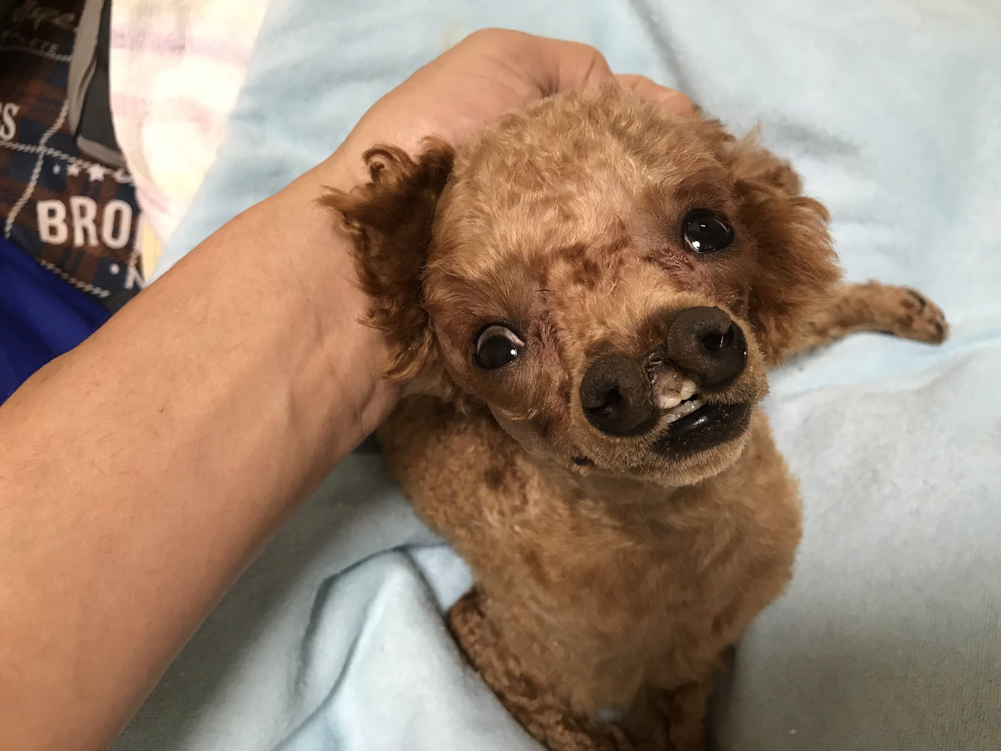 お鼻が二つある障害犬うーちゃん 公式 おはようございます Twitterに表示していた Instagramが間違って いました Love11sosです 障害犬支援センターを作りたい お鼻が二つある障害犬 障害犬うーちゃん 障害