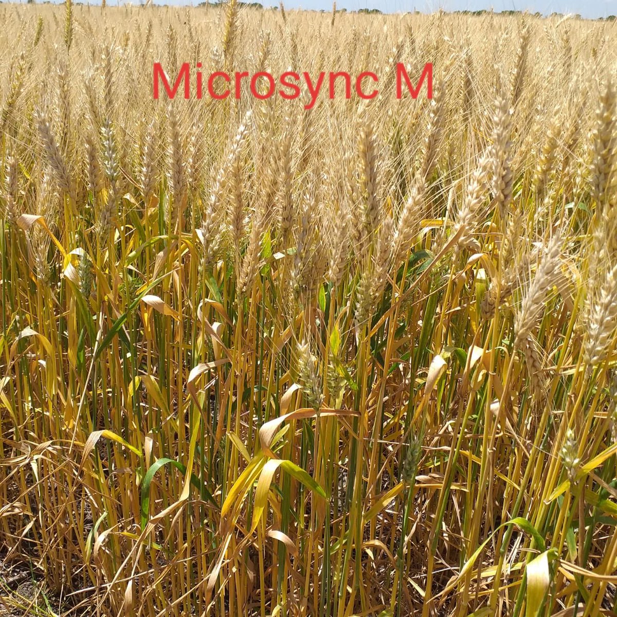 LovelandAR's tweet photo. #MicroSyncM es una nueva tecnología de @CHBiotech que removiliza nutrientes dentro de la planta mejorando el estado nutricional del cultivo y aumentando el rendimiento 💪💪💪 https://t.co/sAmgpEYg6C