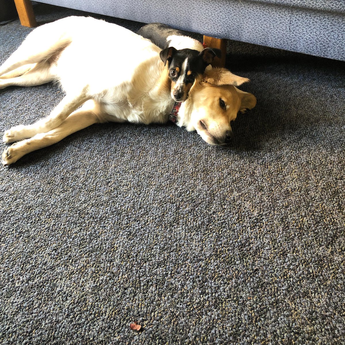 AnnieGreaney's tweet photo. How the end of the semester is going. #sachat #hohechat https://t.co/8nt1edVEyC
