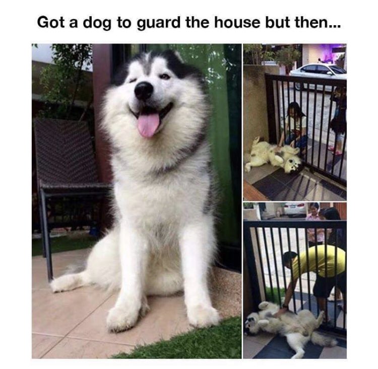 Respectful Memes (@respectfulmemes) on Twitter photo 