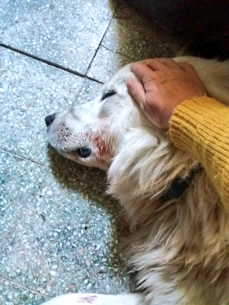 RICEVO E INOLTRO 🆘🆘
CALABRIA. ARES MAREMMANO 2 ANNI😢  LO HANNO PICCHIATO, PRESO A BASTONATE. NESSUNO LO VUOLE NASCONDERE. SIAMO SCAPPATE PIU VOLTE PER MEDICARE LE SUE FERITE
VIVE IN STRADA E RISCHIA LA VITA, LO PRENDONO A PIETRATE. È BUONO COME IL PANE ADOTTATELO! 
 3278683630