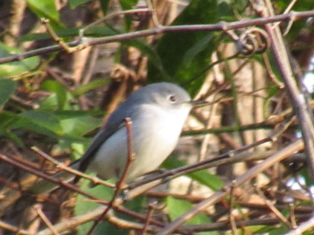 SoaringShayndel's tweet photo. Christmas Bird Count Newest Additions:
Let's Have Some Fun:
What type of Bird Are We?
#DisabilitiesWithAbilities #ChristmasBirdCountFlorida #BirdingwiththeVisuallyImpaired @ReWildingUSA #TwitterNatureCommunity #FloridaStateParks #FloridaBirdLovers #SupportBackyardBirders 😁 https://t.co/WJavYz9Ouh