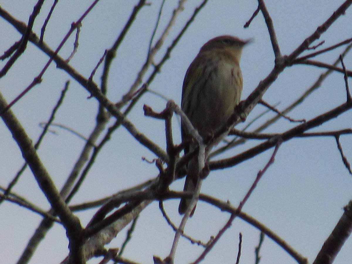 SoaringShayndel's tweet photo. Christmas Bird Count Newest Additions:
Let's Have Some Fun:
What type of Bird Are We?
#DisabilitiesWithAbilities #ChristmasBirdCountFlorida #BirdingwiththeVisuallyImpaired @ReWildingUSA #TwitterNatureCommunity #FloridaStateParks #FloridaBirdLovers #SupportBackyardBirders 😁 https://t.co/WJavYz9Ouh