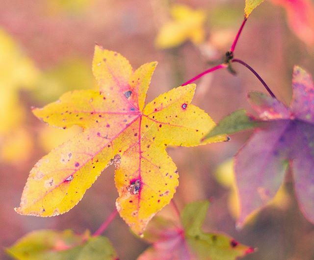 Carson Riutta tweet media