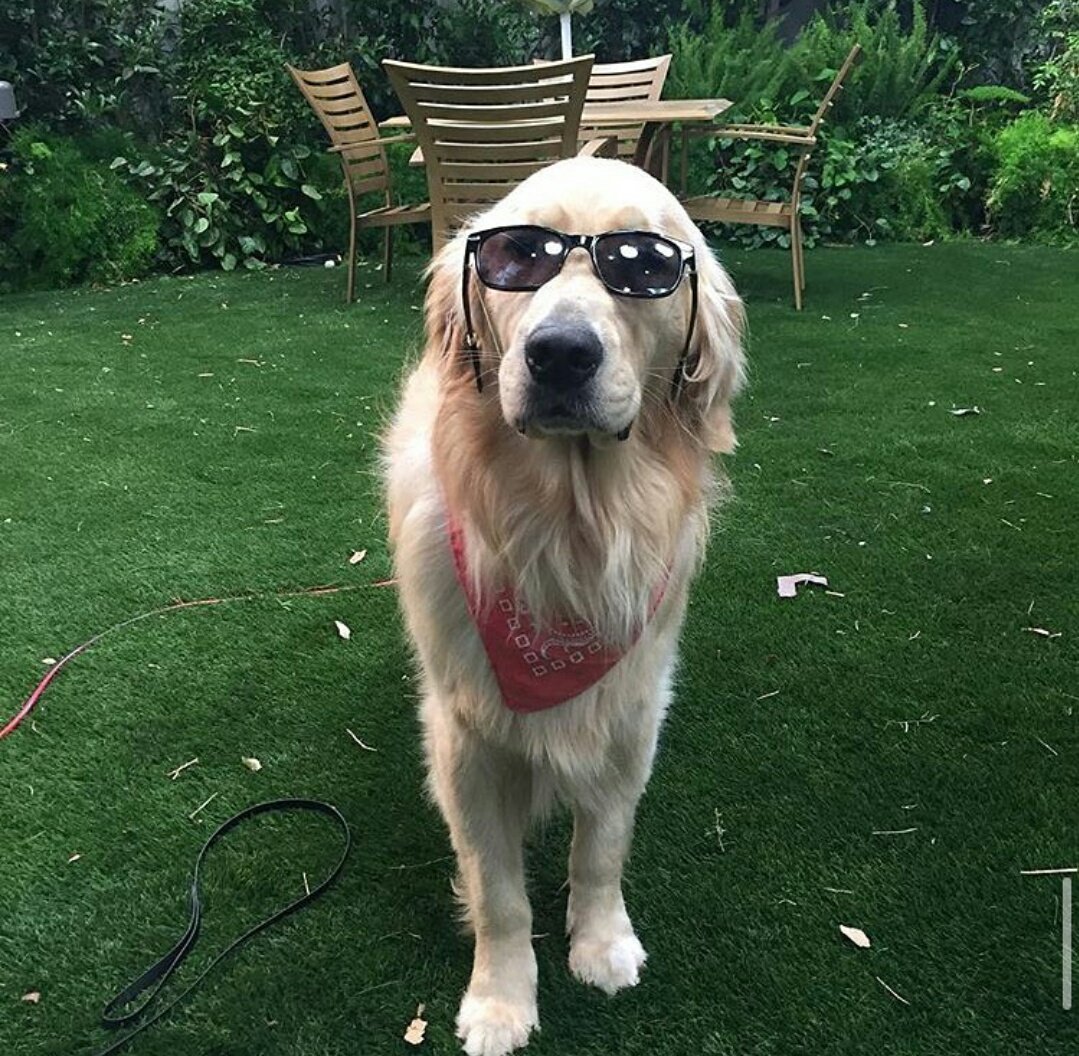 #ripCosmo amazing dog we all going miss you #FullerHouse  <a href="/fullerhouse/">Fuller House</a>  😭 😢