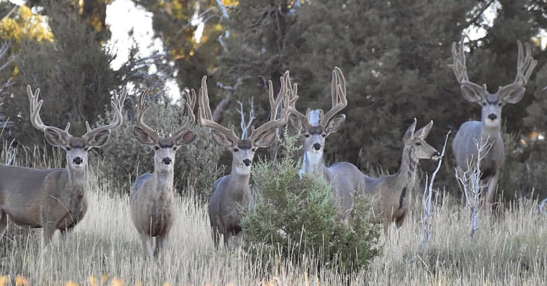 What do you do in this situation?
#muleymonday 
#eastmans