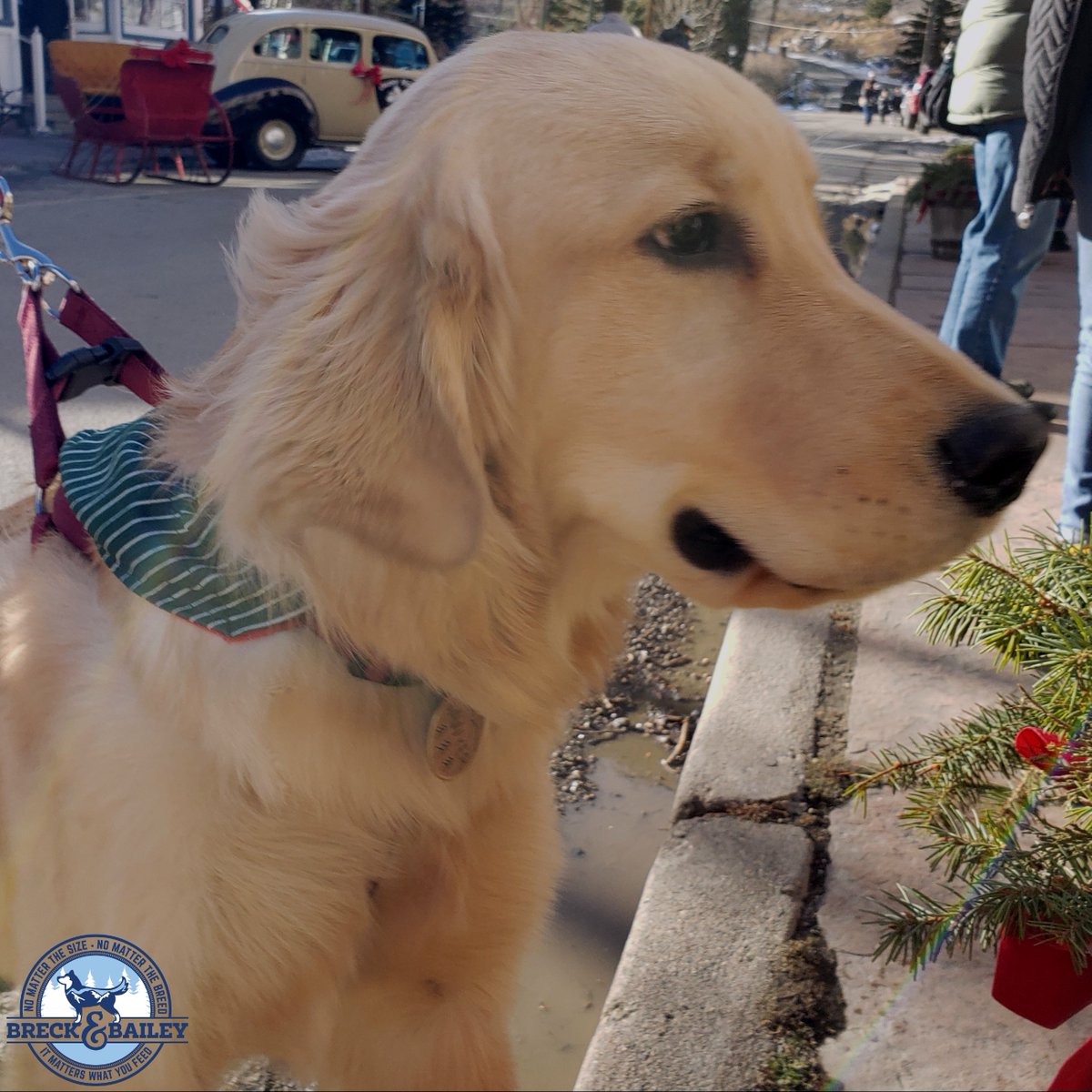 Beautiful new friend we just met enjoying a nice afternoon in the mountains!🐶🎄 #coloradodog #georgetowncolorado #coloradomountaindogs #coloradochristmas #denverdog #dogsofdenver #mountaindog #coloradodogslife #coloradolife #goldenretriever #breckandbailey