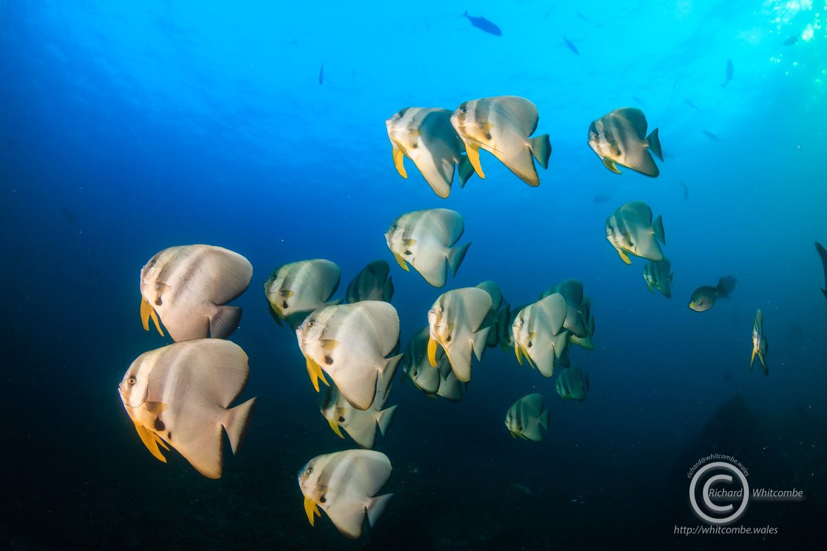 SimilanDiving's tweet photo. #Batfish at #KohTachai Plateau #Similan #Thailand 🇹🇭

🛳️ aboard #DolphinQueen on 11th Dec. 2019 (DQ10)
📸 by Richard Whitcombe

#TeiraBatfish #Platax #PlataxTeira #SimilanDivingSafaris
#KhaoLak #AndamanSea
#diving #liveaboard #wildlife #marinelife #nature #underwaterworld https://t.co/1ecKLrBO8v