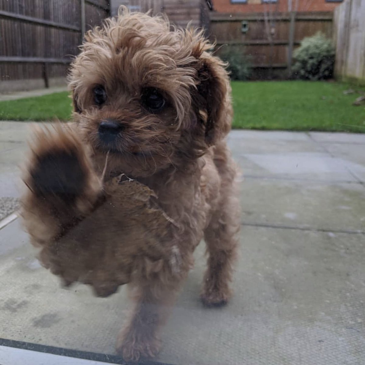 dog_rates's tweet image. This is Benji. He was told he couldn’t bring anything from the backyard inside. Hopes you’ll reconsider when you see this h*ckin leaf. 12/10 please let him in