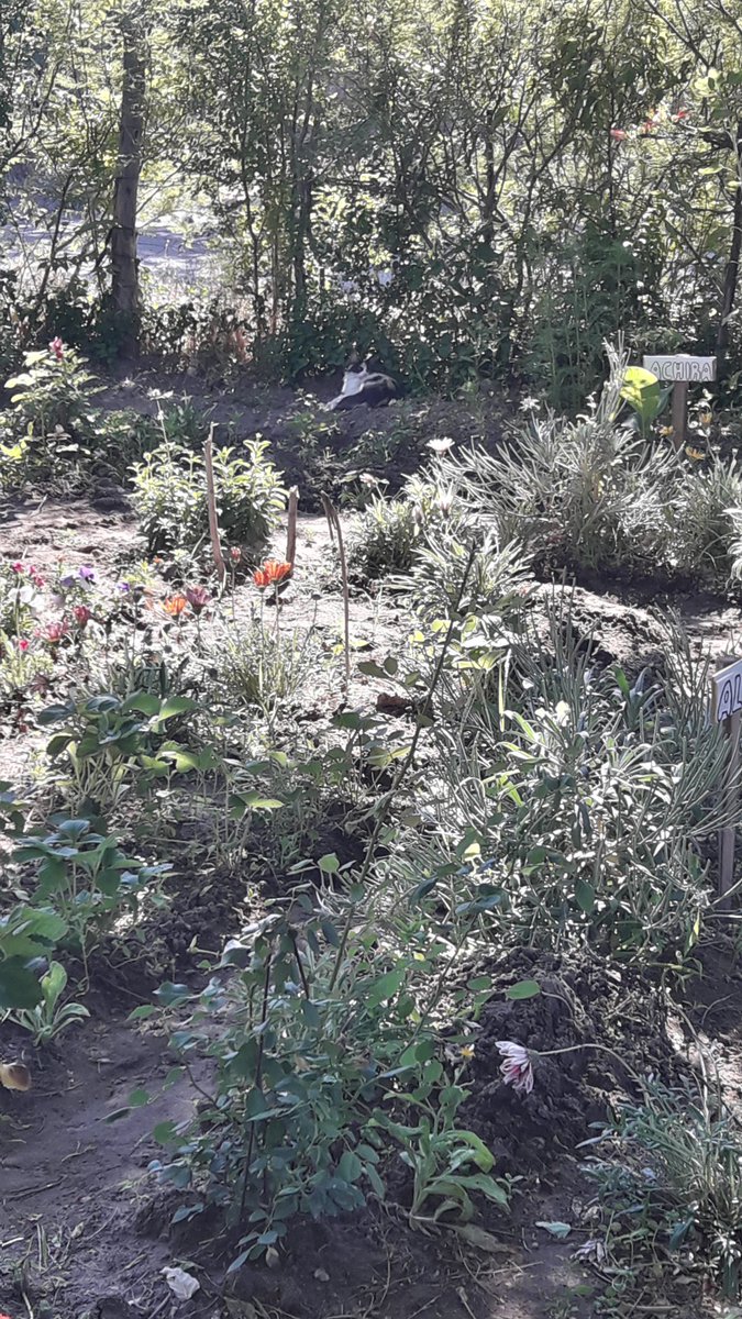 Susy Salinas 0908🌹💐🏵🌺🌼💗🐈🐱 (@angelasusanasa3) on Twitter photo 