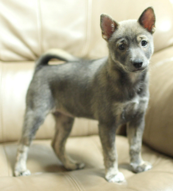 تويتر 栃木県里親募集動物情報 على تويتر 里親募集 Mix ブリンドル柄 たらこちゃん 埼玉県 犬の里親募集 ペットのおうち T Co 8izn6rqnas 犬 Dog 雑種犬 ミックス犬 保護犬 子犬 甲斐犬ミックス ブリンドル T Co تويتر 栃木県里親募集動物情報 على تويتر 里親募集 Mix ブリンドル柄 たらこちゃん 埼玉県 犬の里親募集 ペットのおうち T Co 8izn6rqnas 犬 Dog 雑種犬 ミックス犬 保護犬 子犬 甲斐犬ミックス ブリンドル T Co