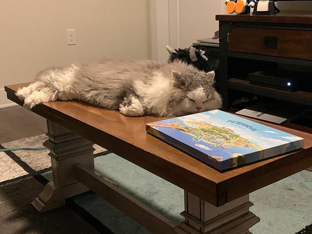 miraenda's tweet photo. Curly Ferdi snoozing 😴 near Elista’s Christmas present. #curlyferdi #snoozykitty #petlandia #kittypresent #petchristmasgift #houston #texas #liveatjeffersonheights #selkirkrex #curlycat https://t.co/3KZeeLcZtm https://t.co/ih4yUQN4HO