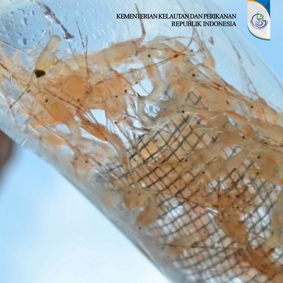 1. Indonesia merupakan negara penghasil benih lobster terbesar di dunia yang berasal dari hasil tangkapan di alam. Di beberapa daerah, ribuan nelayan kecil menggantungkan hidup dari perdagangan benih lobster ini.
#LindungiLobsterKita