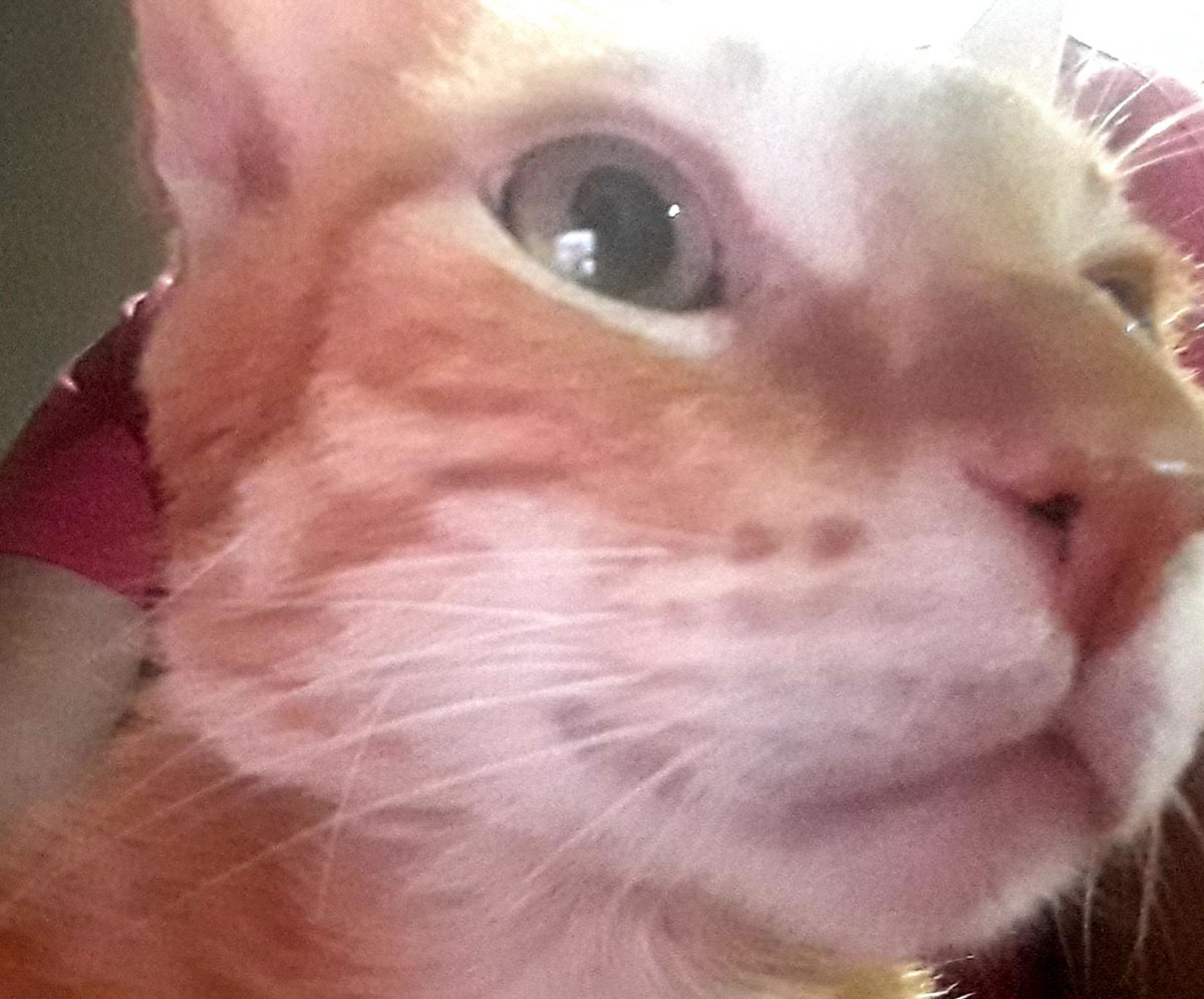 RocioCasco2's tweet image. #Rojito 😻