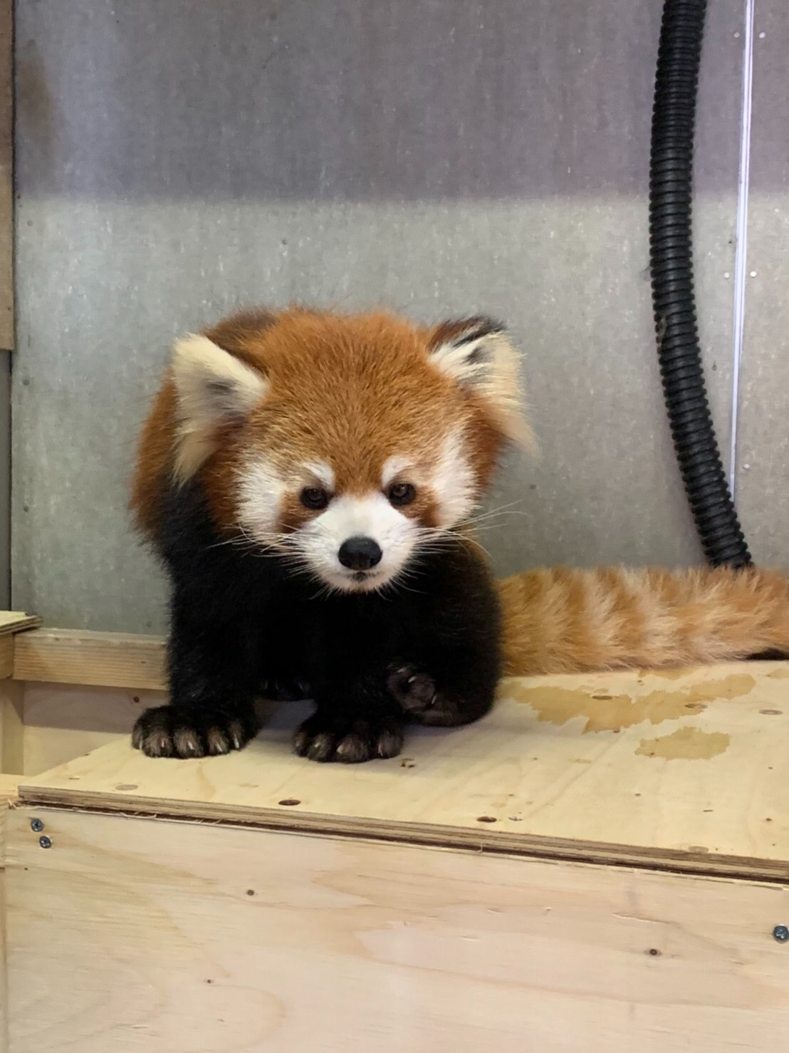 東武動物公園 公式 リュウくん 昨日 市川市動植物園さんから レッサーパンダのカリンちゃんが 仲間入りしました 到着後の新居では 落ち着いた様子で夕食もペロリと食べてくれて一安心 展示については カリンちゃんの様子見ながら まずは 環境に