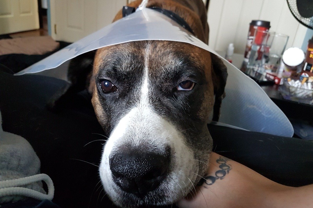 GraphicsHat's tweet photo. Please support my GoFundMe campaign: Charlie needs emergency surgery to have a lump removed. He wont stop biting it. 
https://t.co/BF56tAaM73 @gofundme https://t.co/UZIvdWjWqB