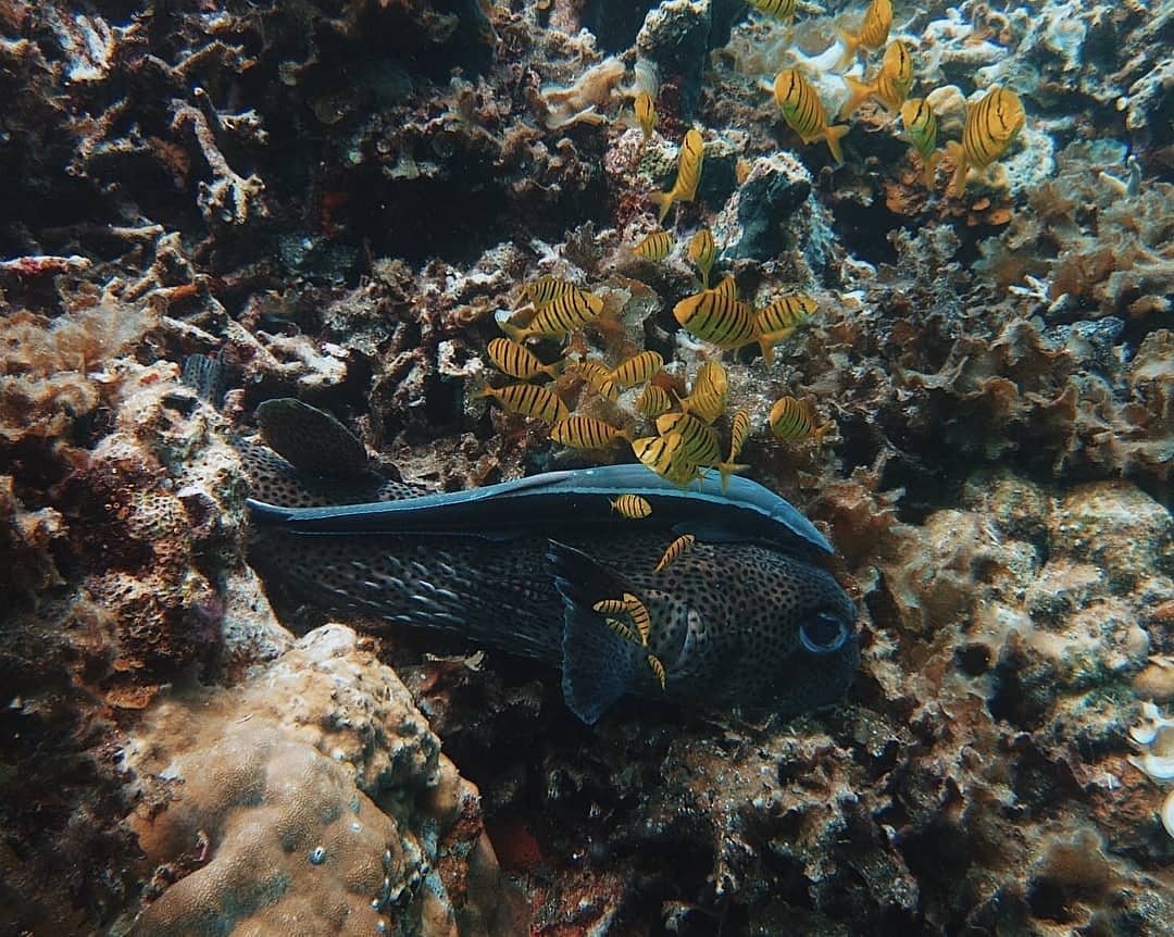 KawilTours's tweet photo. Repost from @reefnomads - An incredible display of trust between a remora and a porcupinefish at Culion, Palawan.

Witness the beauty of the underwater world. We're doing a dive tour with our friends from Reef Nomads in March next year. Check their IG bio/FB page for details. https://t.co/fob7mfRrfM