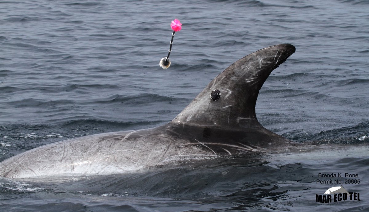 We are pleased to announce the following paper was published today in the Journal of Cetacean #Research and Management, "Best Practice Guidelines for #Cetacean #Tagging." PDF can be downloaded at the IWC site. #whales