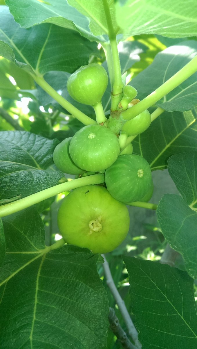 FajrilHudakudus's tweet photo. Tilek #kebonmini #tabulampot ππ eeh buah e podo metingil #buahtin #tin #ara #fig #figfruit #conadria #freshfruits #buahdarisurga #marimenanam #sodakohoksigen #mariberoganik #onemanonetree ect ...
#sedulurnaiyahkudus
#maiyahkudus
#cahsemak
#cahndesoo
@MaiyahKudus https://t.co/E1q4ZO3r2u