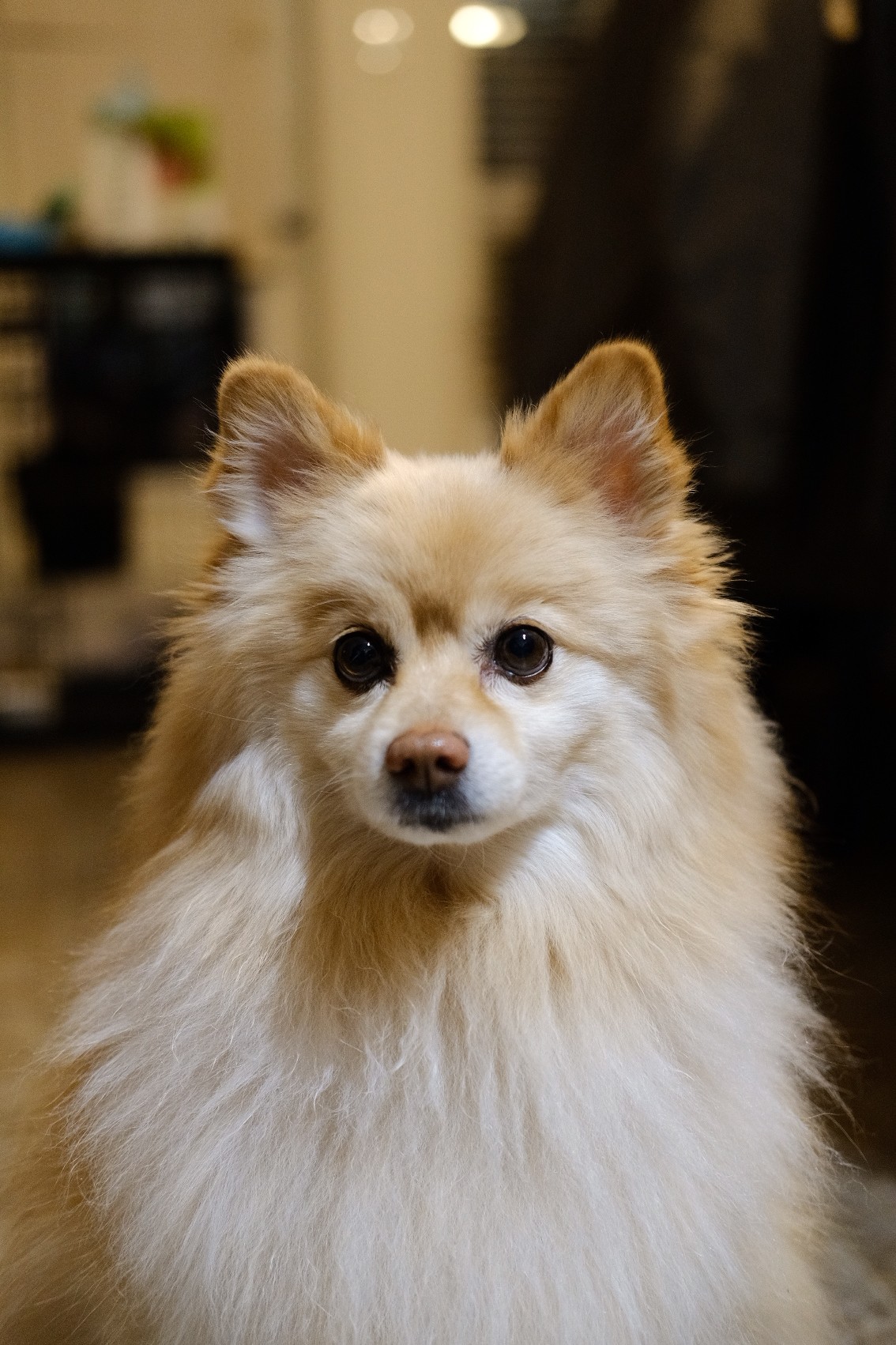 Throwback pomeranian cheap rescue