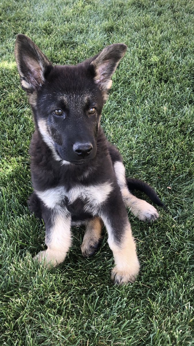 wilmanb17's tweet photo. Twitter meet Apollo! 🐾 https://t.co/CIZZxwC6VJ