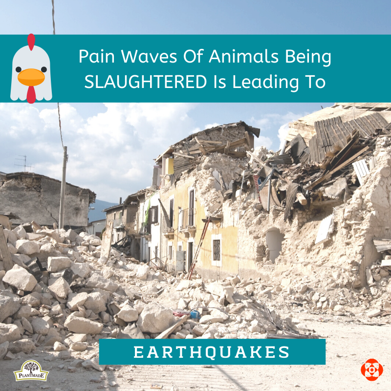 PlantMadeIndia's tweet photo. Presenting our latest blog on How #PainWaves of #animals being slaughtered Cause #Eathequakes and Other natural calamities.
https://t.co/XvaXiO16jp
Please read the blog to know more. https://t.co/ugNz7ZKhBi